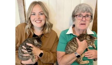 Vancouver Island woman’s action helps save 4 kittens