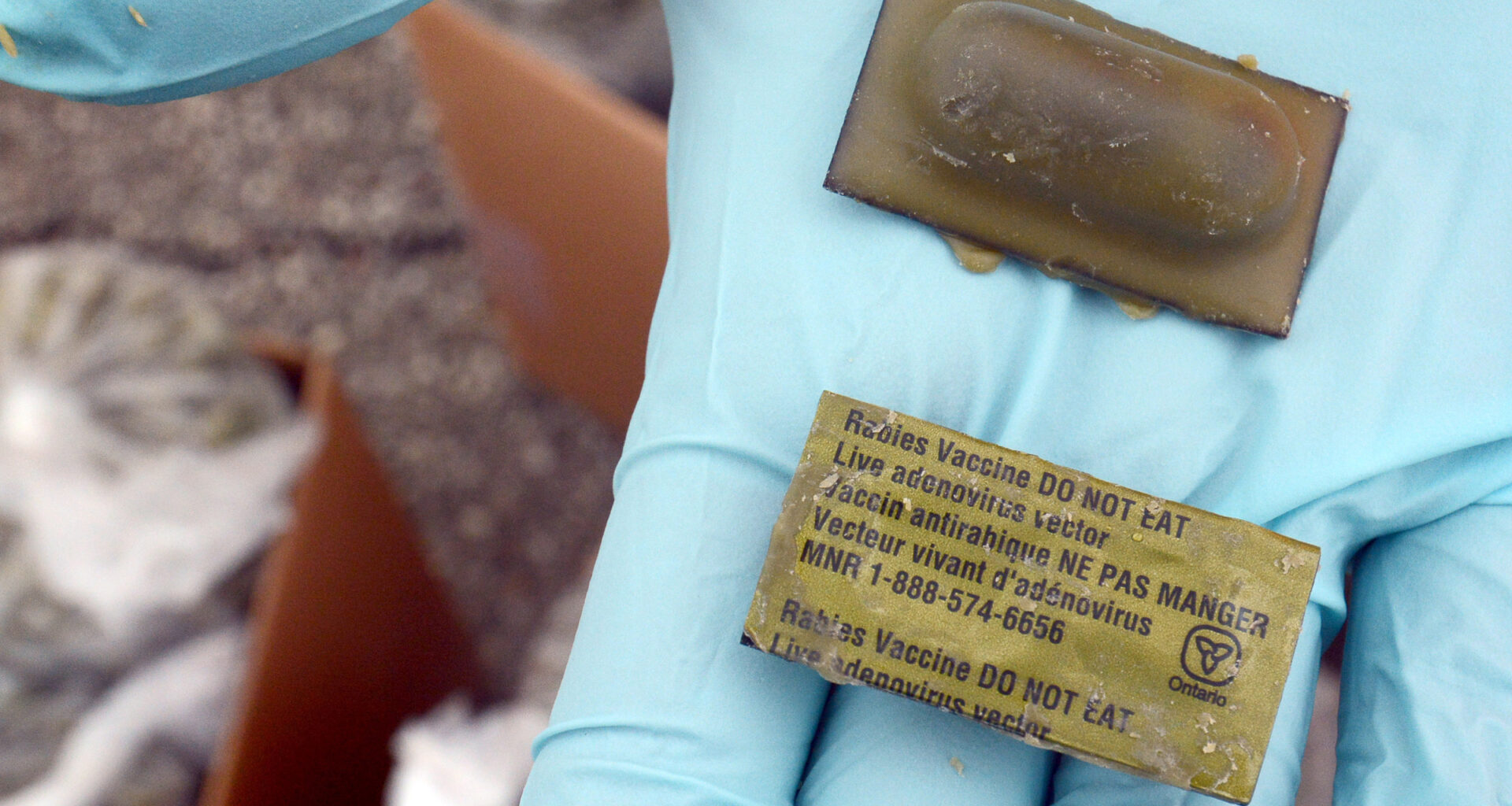 A gloved hand holds two small bars, one has lettering on the back identifying it as a vaccine bait and saying do not eat.