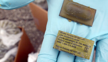 A gloved hand holds two small bars, one has lettering on the back identifying it as a vaccine bait and saying do not eat.