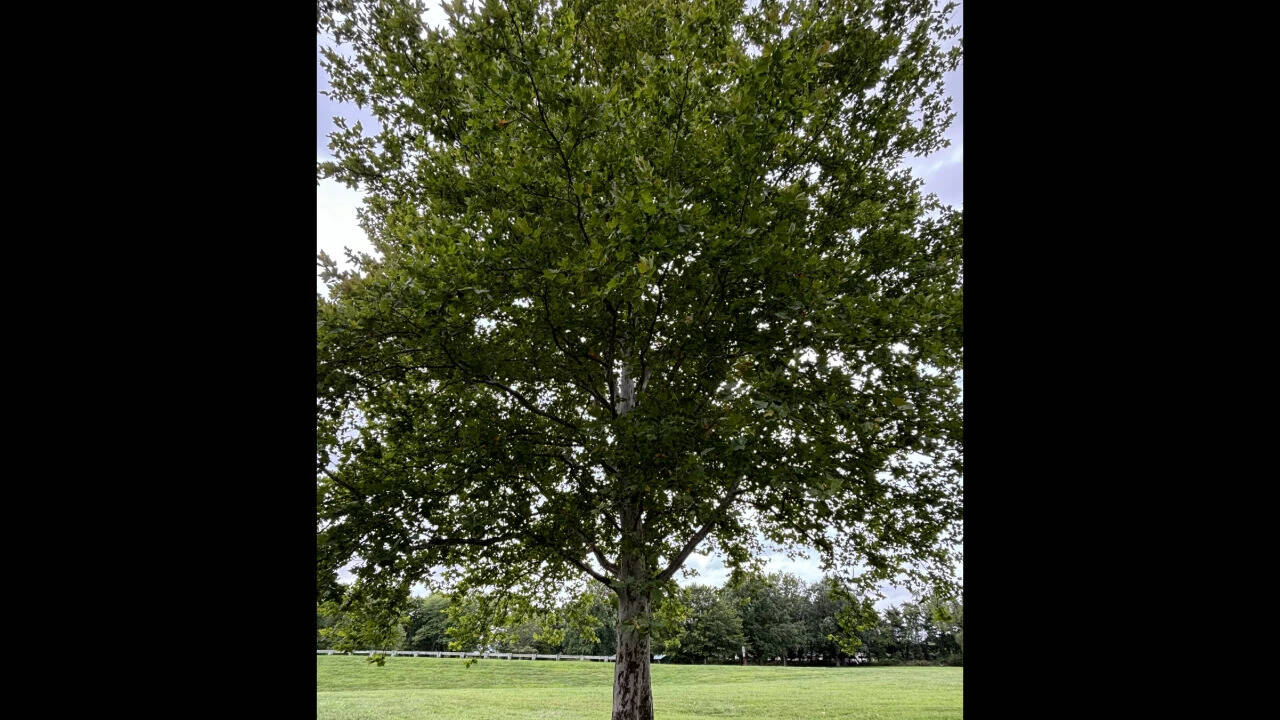 During the United States Bicentennial, many Moon Tree saplings were gifted to communities, creating a beautiful link between space exploration and local histories. Ongoing efforts aim to monitor and celebrate these extraordinary lunar descendants. Image Credits: Wikimedia Commons Sycamore_Moon_Tree_at_Core_Creek_State_Park,_Bucks_County_PA