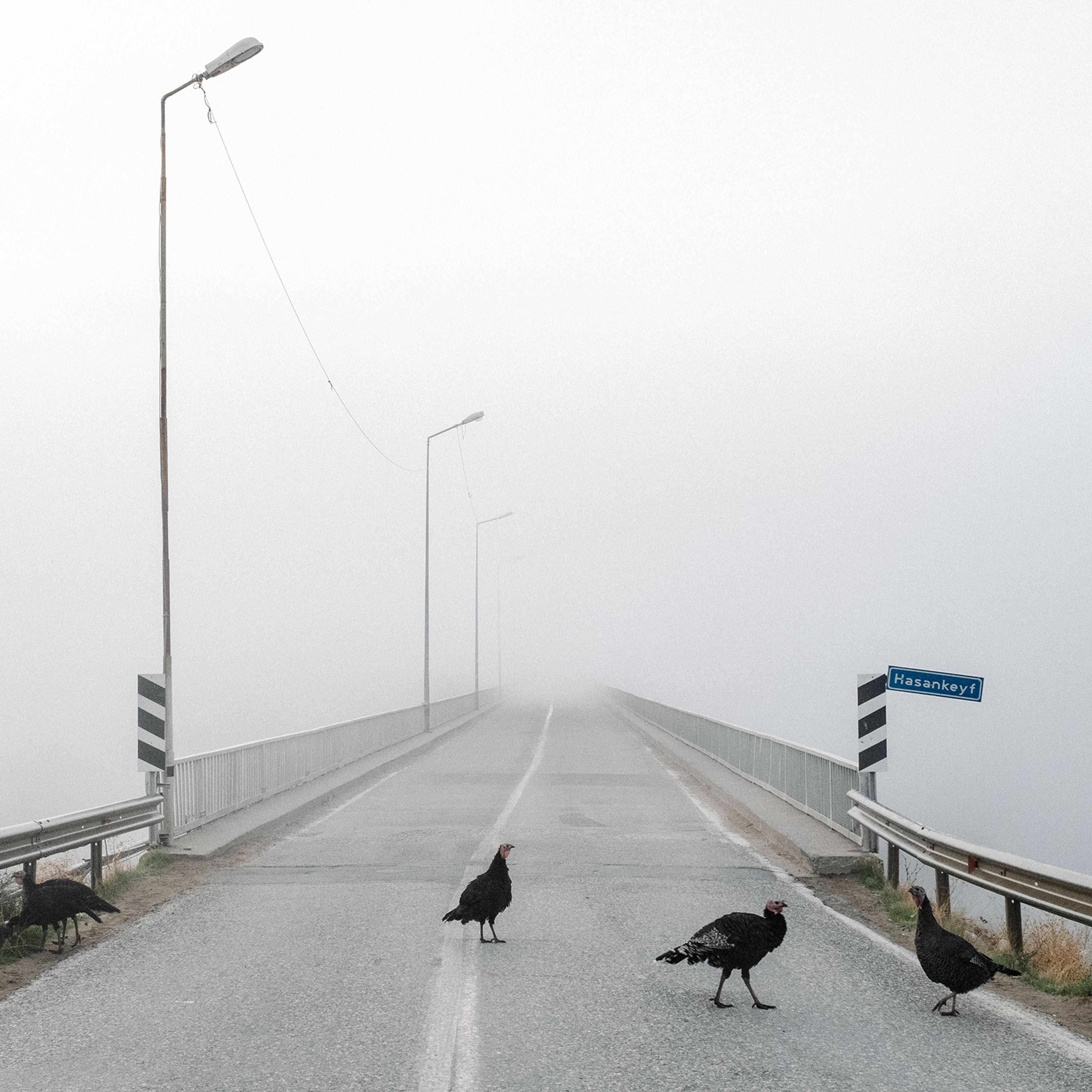 Turkeys crossing a foggy bridge with lamp posts, guardrails and a “Hasankeyf” sign visible.