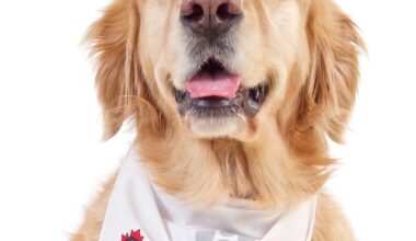 St. John Ambulance Therapy Dog Photo