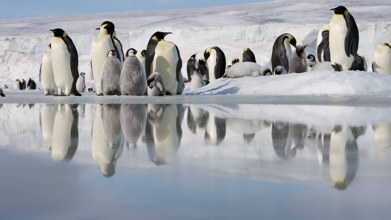 The findings also demonstrate that physical barriers, not just changing temperatures or melting ice, can reshape wildlife populations The findings also demonstrate that physical barriers, not just changing temperatures or melting ice, can reshape wildlife populations