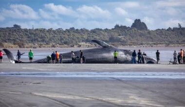 Huge pygmy blue whale washes up dead on West Coast beach