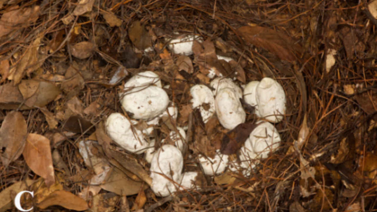 PC: Novel Natural History Observations on the Reproductive Biology of King Cobra (Ophiophagus hannah) From Yunnan Province, China Two king cobras guarded a nest near Kunming in 2024 <br>