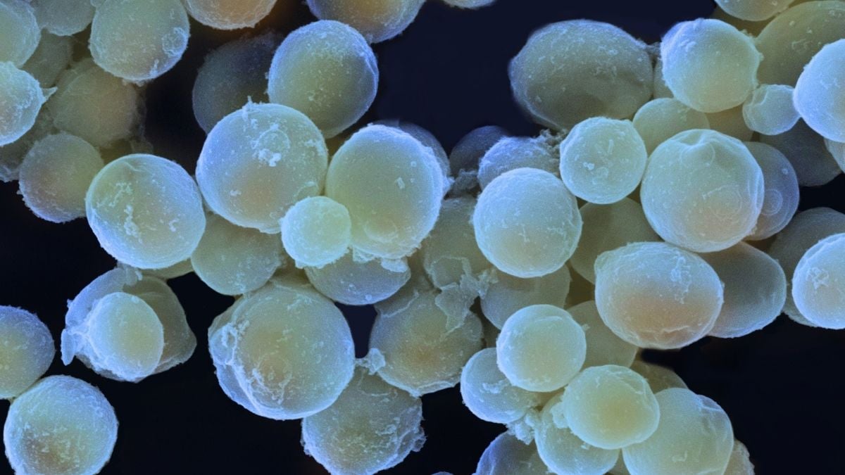 There Are Fungi in The Ocean, And They May Be Way More Important Than We Realized : ScienceAlert