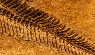 Scientists Found Soft Tissues and Biochemicals in “Ancient” Fossils!