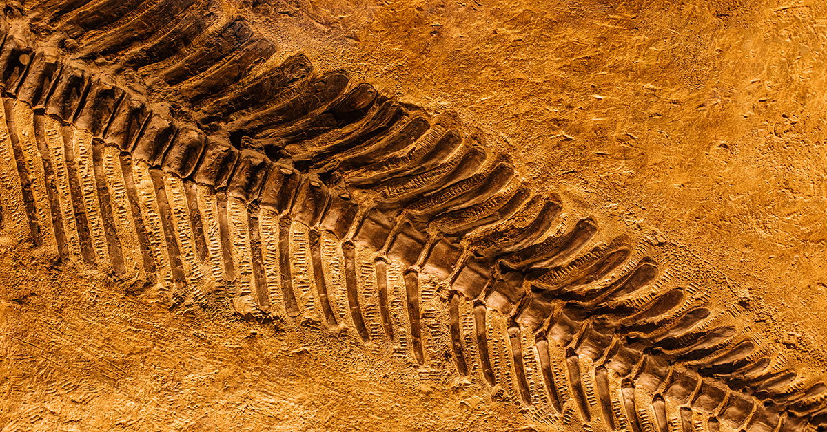Scientists Found Soft Tissues and Biochemicals in “Ancient” Fossils!