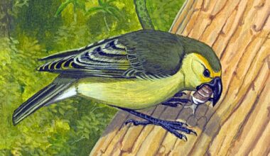 Scientists unlock the 'ancient DNA’ of a long-lost Lānaʻi bird species