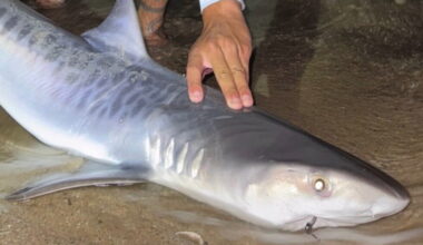 Tiger shark caught off Massachusetts a sign of warmer seas