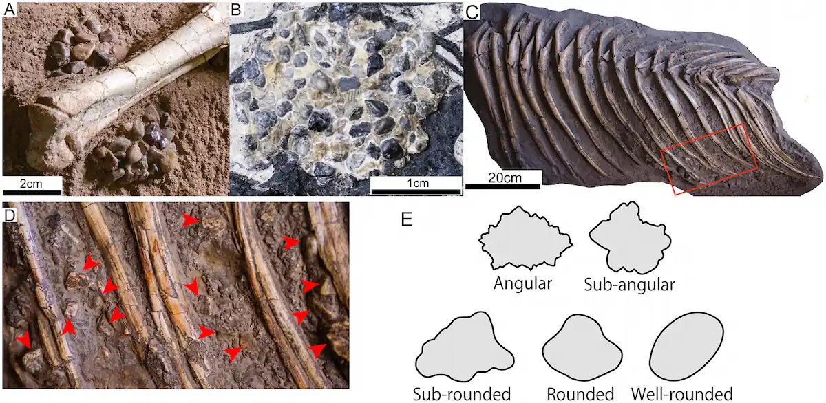 gastroliths dinosaurs stomach stones
