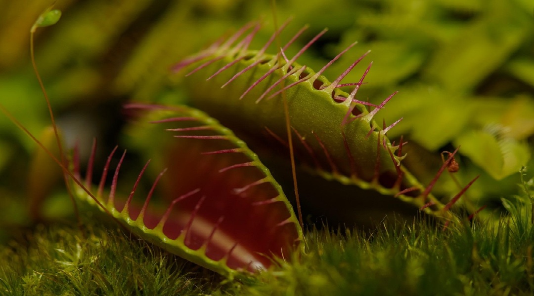 Carnivorous plant.