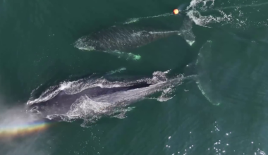 Humpback whale calf freed from fishing gear off southern Vancouver Island