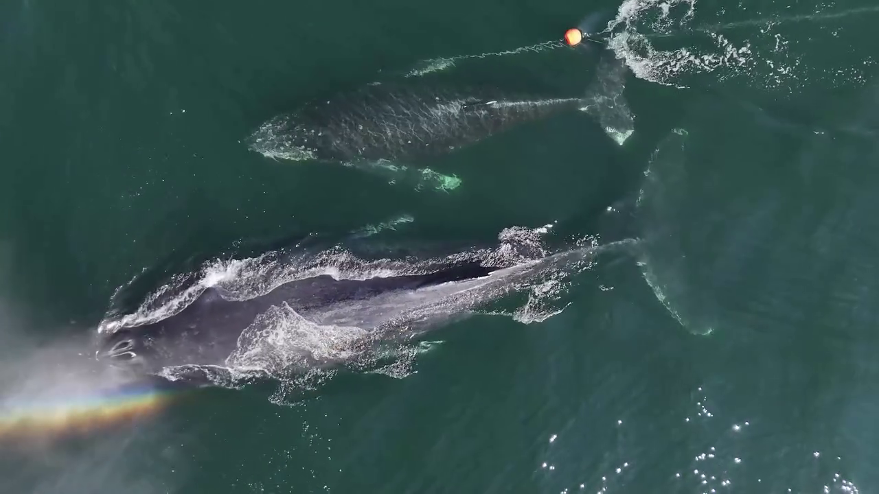 Humpback whale calf freed from fishing gear off southern Vancouver Island