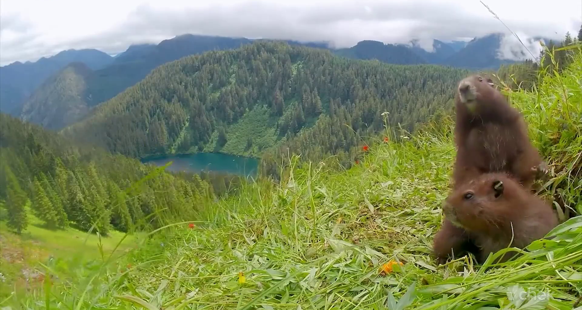 Stunning video shows Vancouver Island marmots in mountain alpine after release