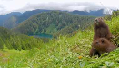 Stunning video shows Vancouver Island marmots in mountain alpine after release