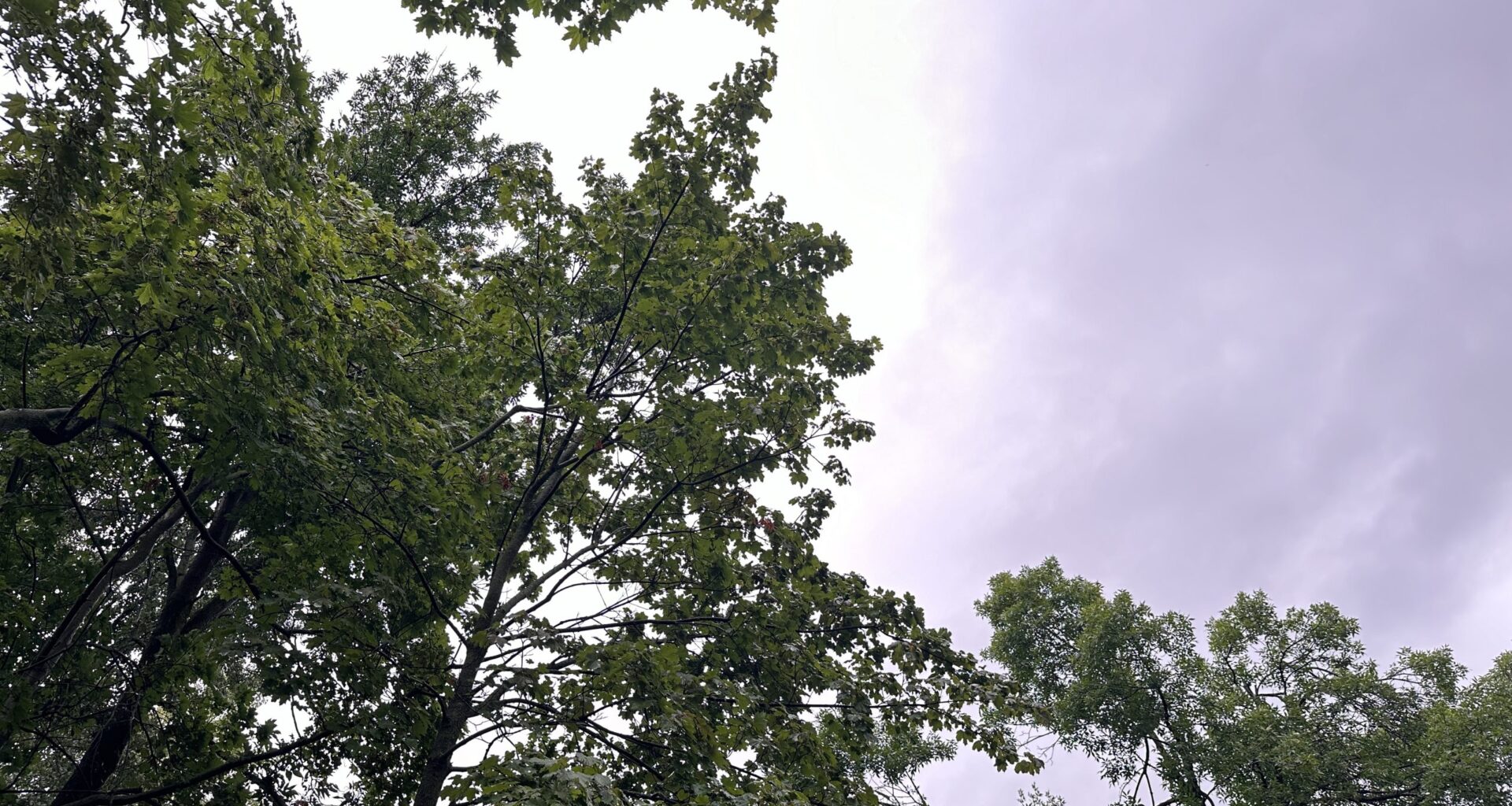 Montreal forecast calls for heat, rain and sunshine this week