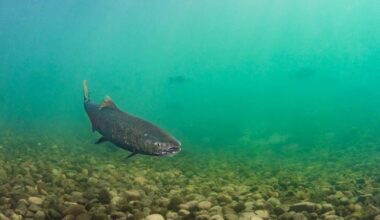B.C. researchers discover deadly disease in wild chinook