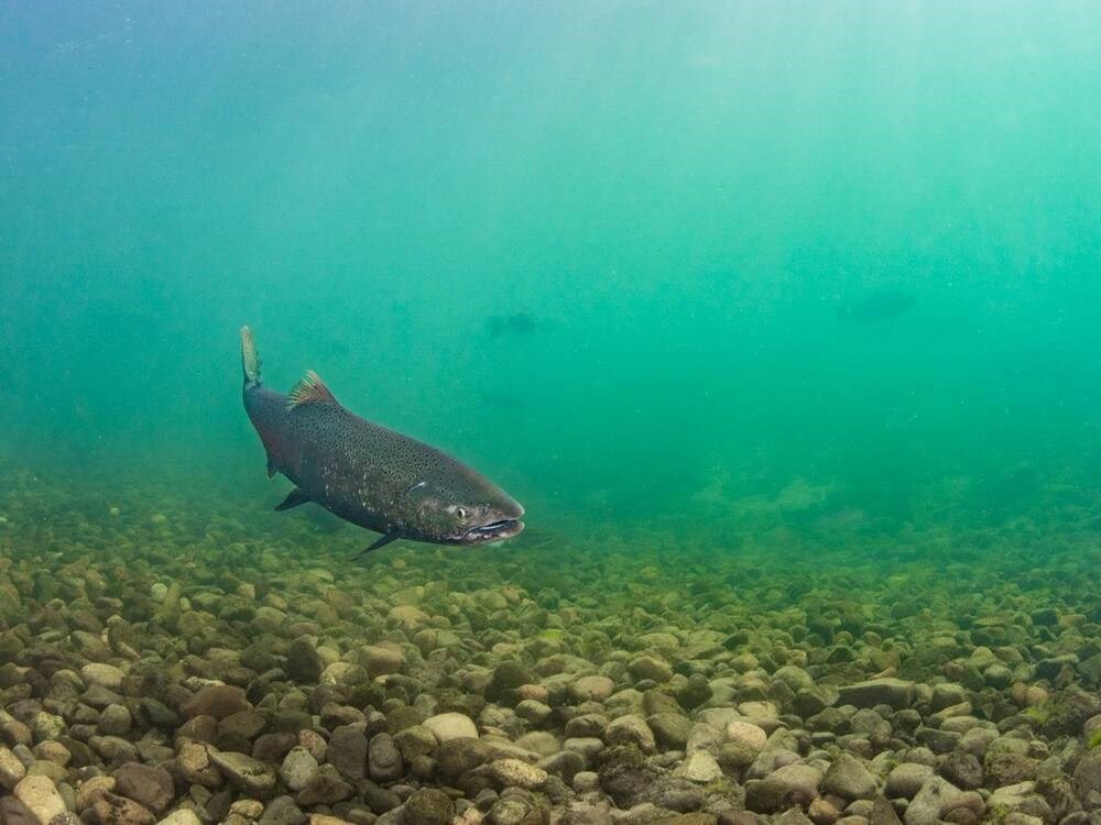 B.C. researchers discover deadly disease in wild chinook