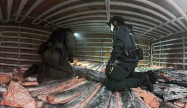 Butchered dolphins, shark finning found on high seas patrol