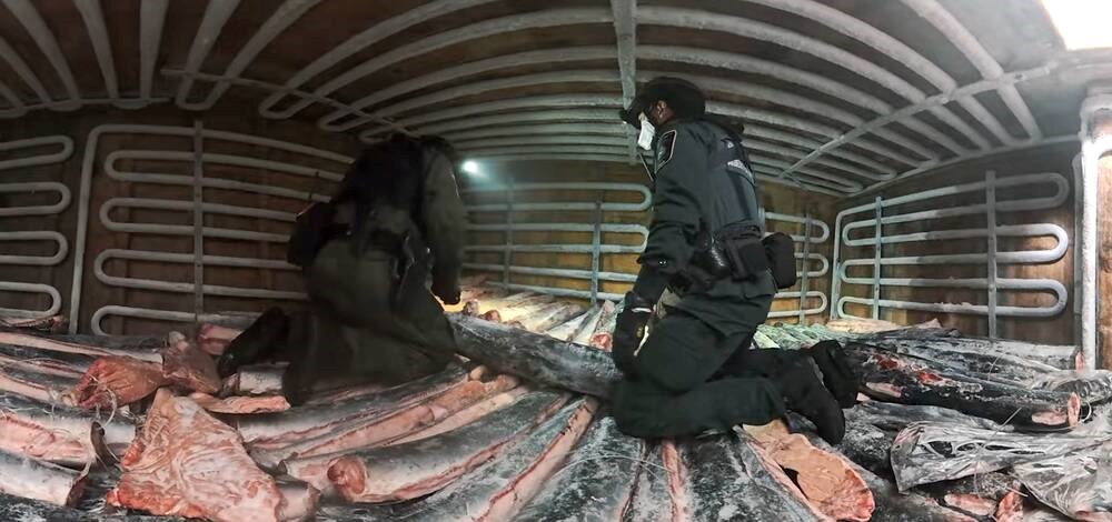 Butchered dolphins, shark finning found on high seas patrol