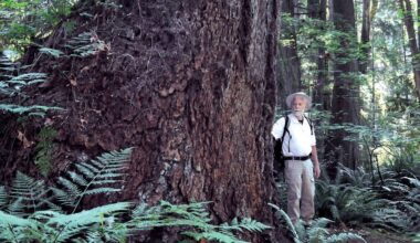 Where to find old-growth trees in North Vancouver