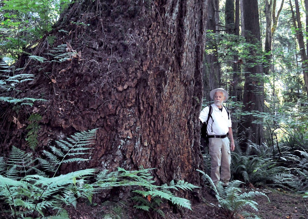 Where to find old-growth trees in North Vancouver