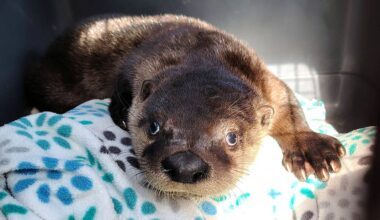 B.C. man resuscitates river otter pup with mouth-to-mouth