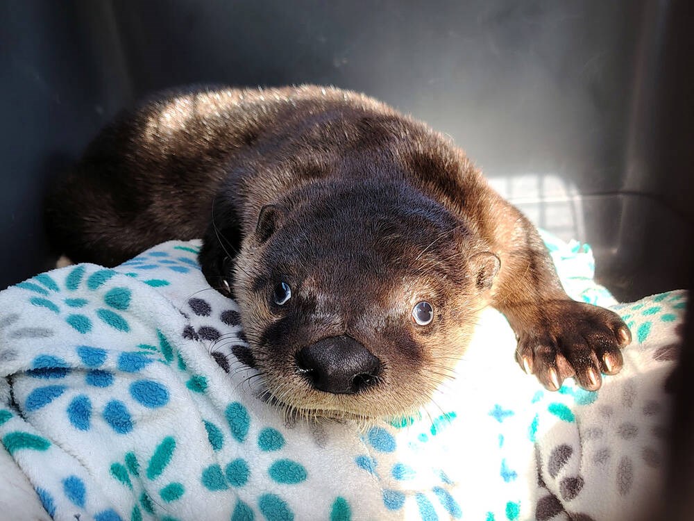 B.C. man resuscitates river otter pup with mouth-to-mouth