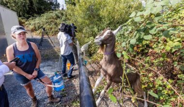 Meet the goats helping Langford to clear brush