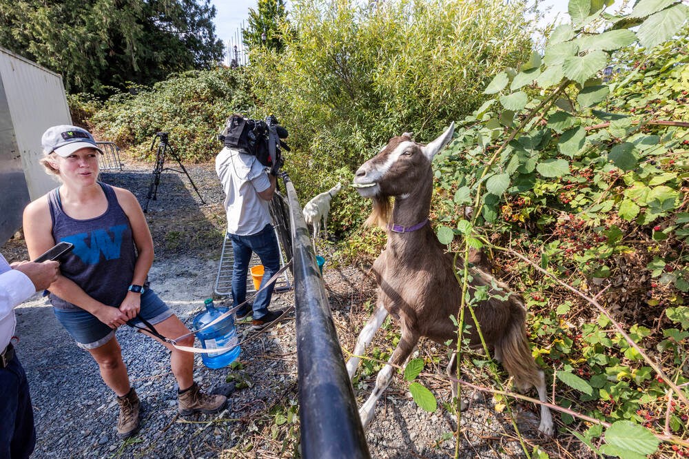 Meet the goats helping Langford to clear brush