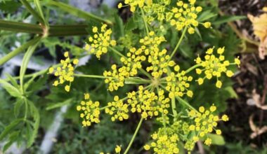 Why a dangerous invasive plant is being targeted with herbicide in Mississauga