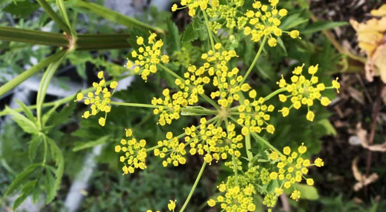 Why a dangerous invasive plant is being targeted with herbicide in Mississauga
