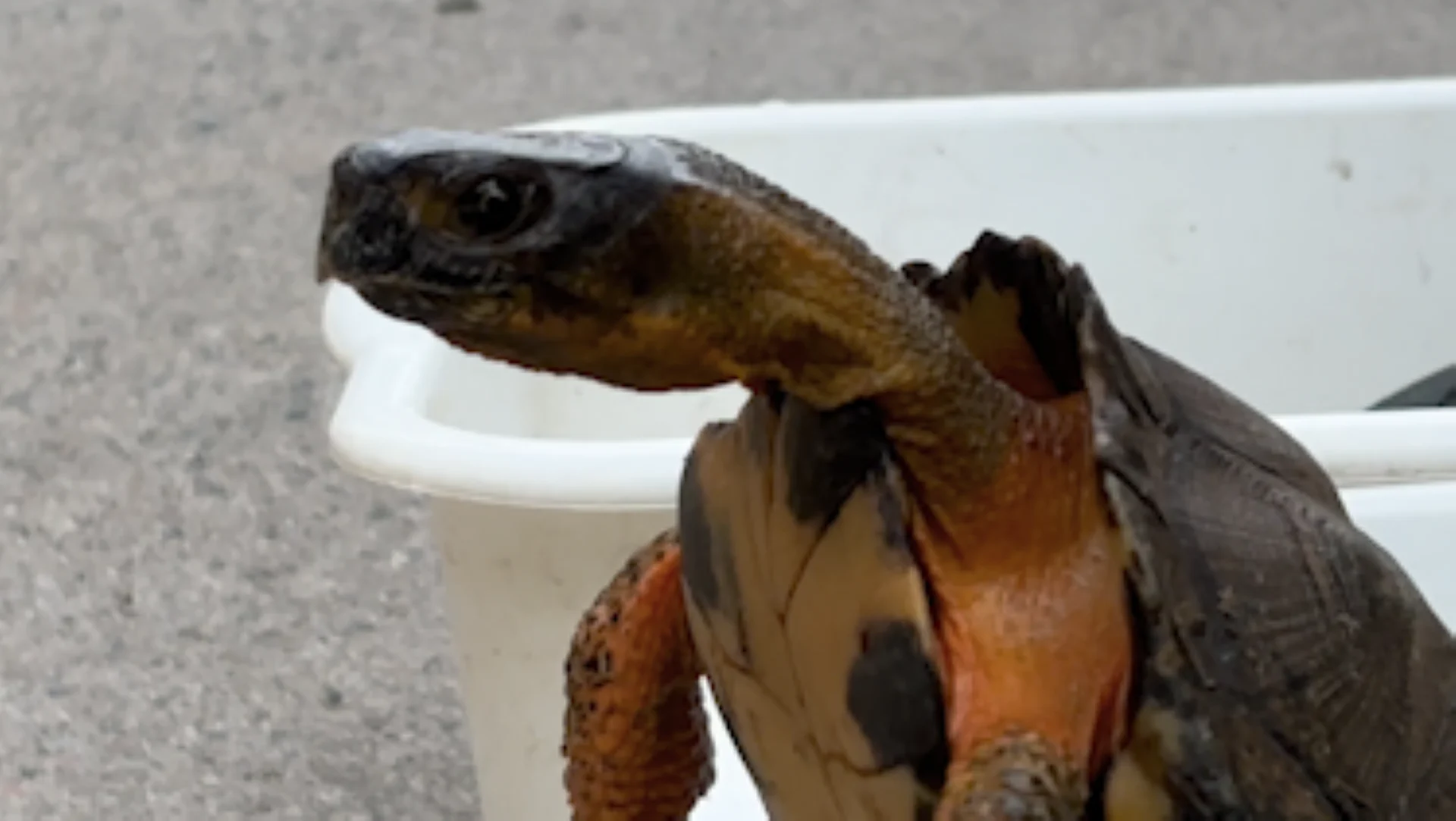 Wood turtle/Nate Coleman/TWN