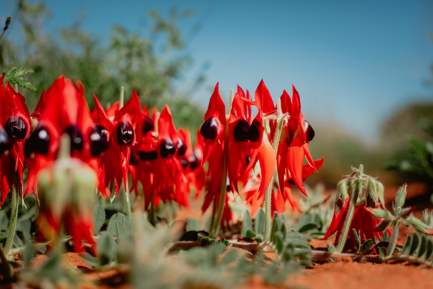 Striking red and black Sturt Desert Pea Flowers grow from red dirt.