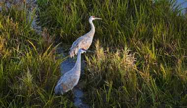 Sandhill cranes