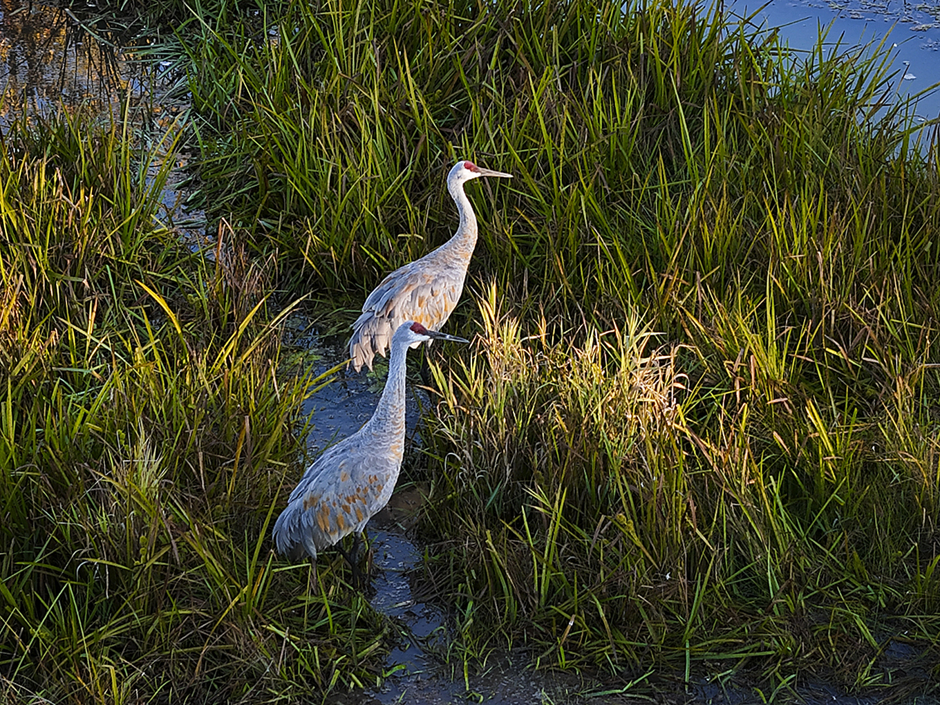 Sandhill cranes