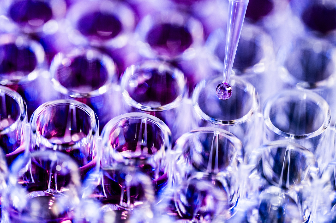 Close-up of a pipette dispensing a purple droplet into a well plate, backlit in violet and blue tones.