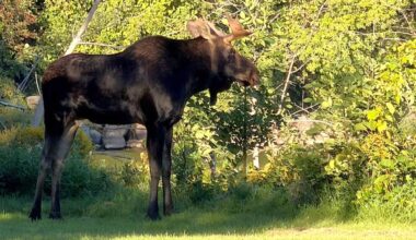 A moose in Collingwood