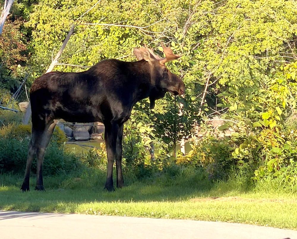 A moose in Collingwood