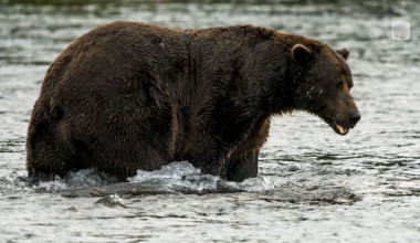 Fat Bear Week: The Annual Battle of the Bulge