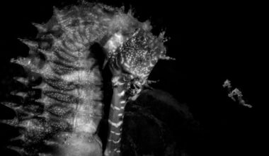 Ocean Photographer of the Year 2026: Seahorse farewell wins competition