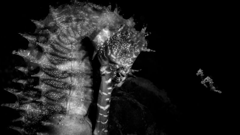 Ocean Photographer of the Year 2026: Seahorse farewell wins competition