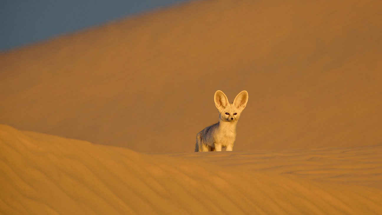 A fennec fox in the sand dunes of the Sahara desert on Africa: Earth's Wild Home
