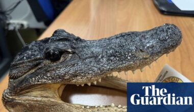 Crocodile head found in luggage at Italian airport | Illegal wildlife trade