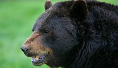 UPDATE: Bear spotted in area of 108 Ave. and 88 St. removed from the area