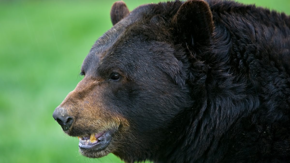 UPDATE: Bear spotted in area of 108 Ave. and 88 St. removed from the area