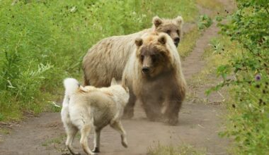 Study Upends Usual Narrative in Dog-vs-Bear Fights