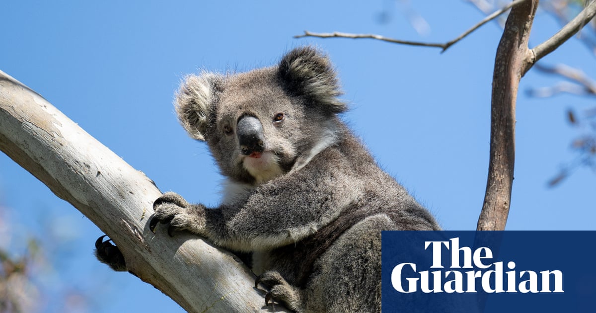 Victoria’s koalas in chronically poor health and population is half what was previously estimated | Victoria