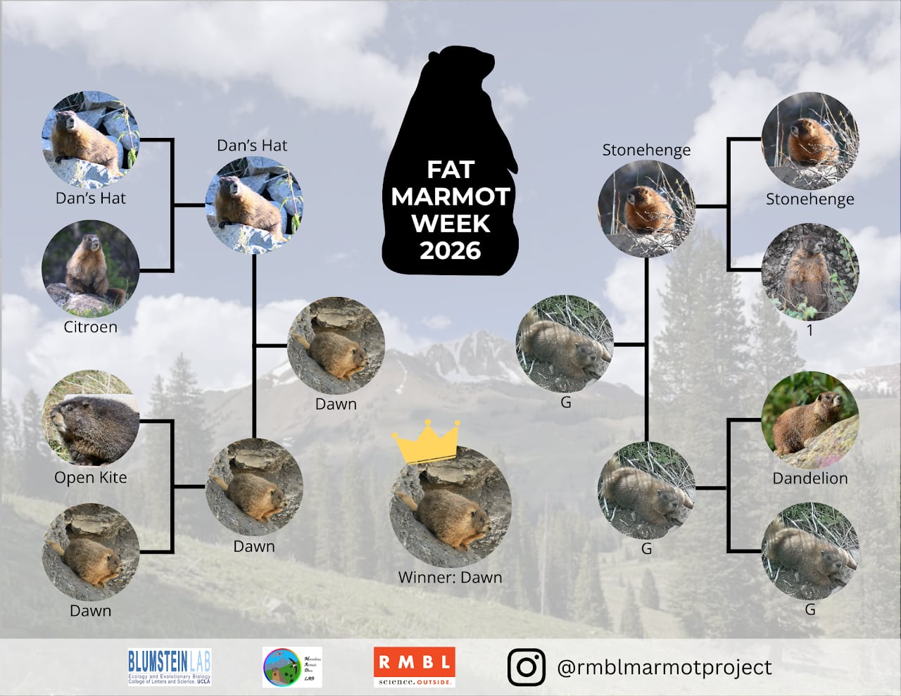 An illustration shows the results of a brackets-style contest to pick the best fat marmot